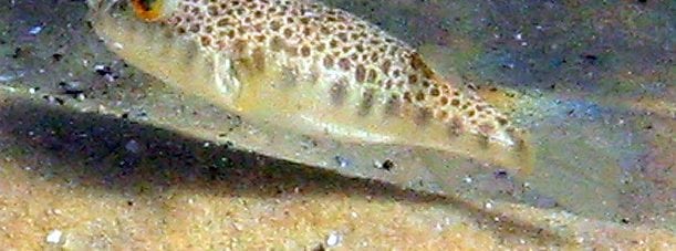 Common Toadfish