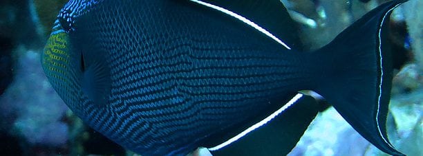 Black Triggerfish