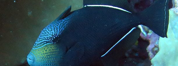 Black Triggerfish