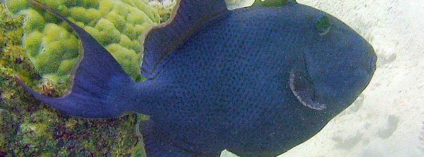 Blue Triggerfish