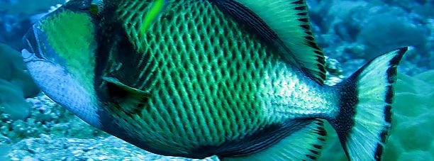 Giant or Titan Triggerfish
