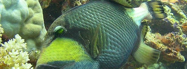 Giant or Titan Triggerfish