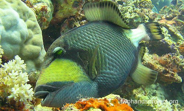 Triggerfish giant triggerfish or titan hp