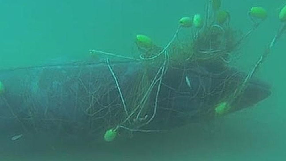 Baby Humpback dead in shark net, Gold Coast. Pic: Olaf Meynecke