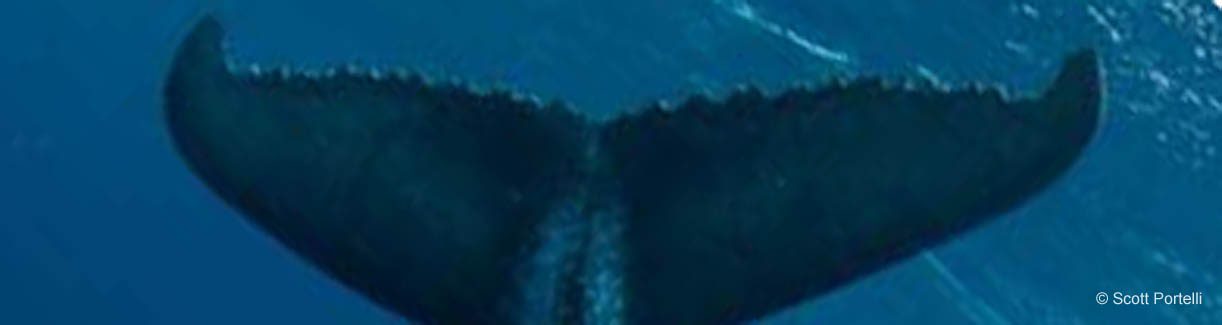 Humpback scott portelli banner