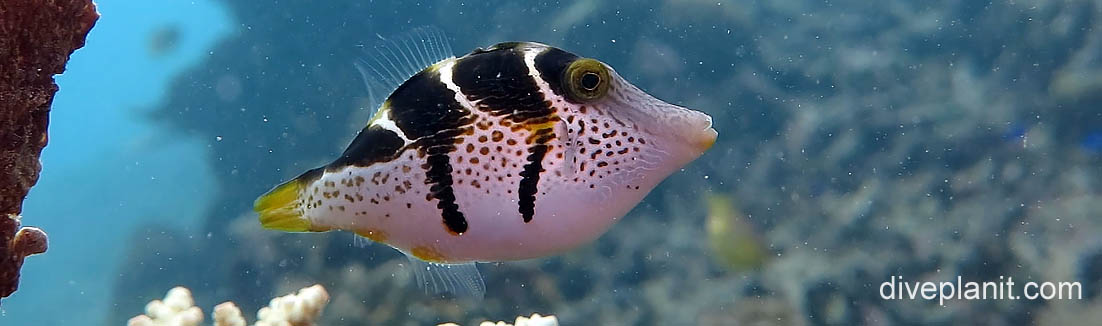 Mimic filefish banner