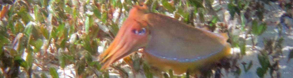 Cuttlefish banner