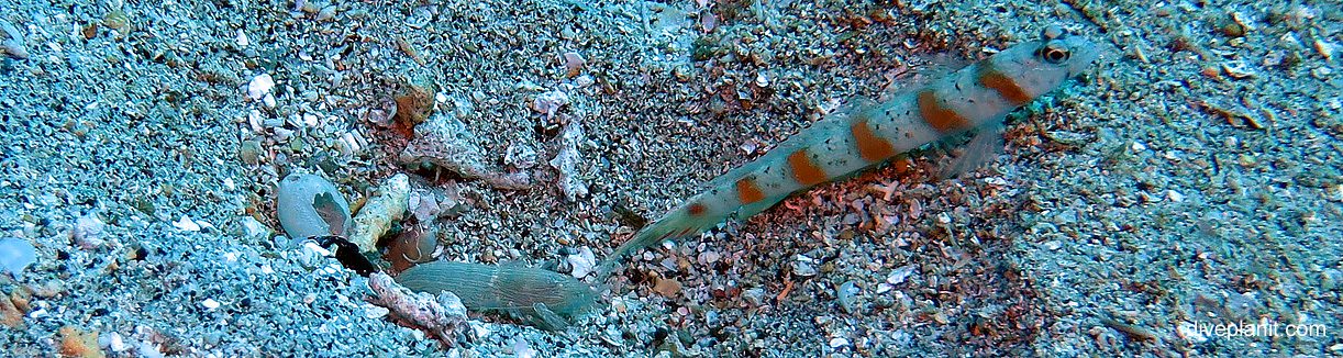 Shrimp goby banner