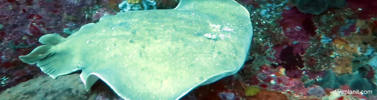 Numb ray banner