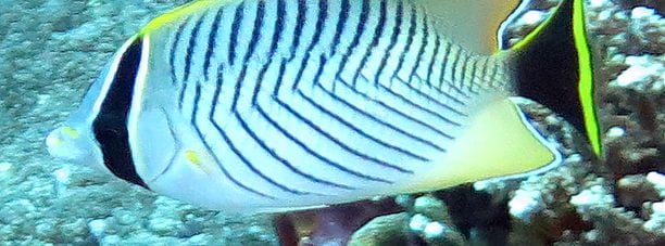Chevroned Butterflyfish