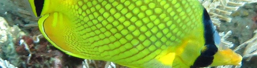 Latticed Butterflyfish