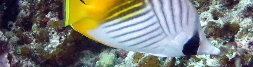 Threadfin Butterflyfish
