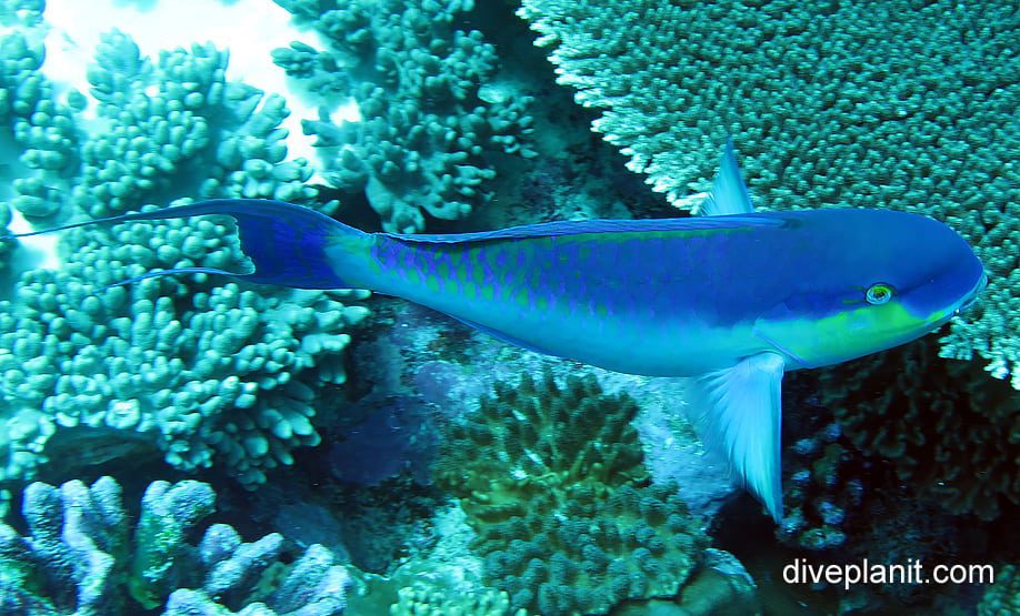 Parrotfish roundhead parrotfish chlorurus strongycephalus cki