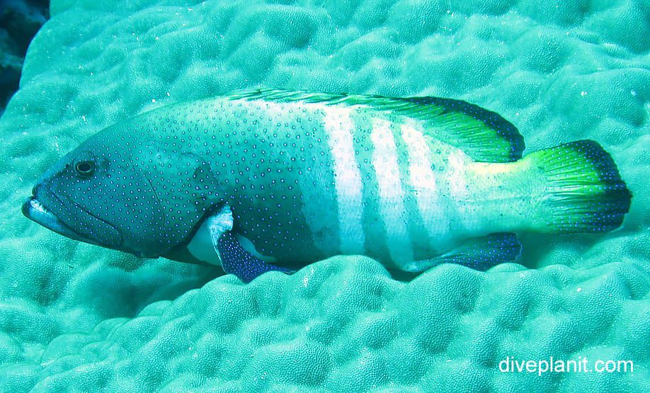 Rockcod grouper peacock rockcod cephalopholis argus ci