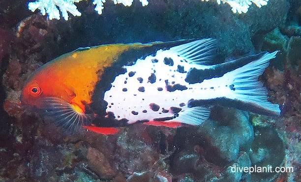 Wrasse lyretail hogfish bodeanus anthioides ci