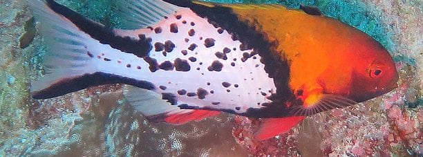 Lyretail Hogfish