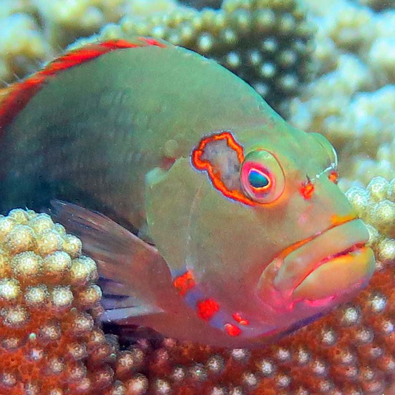 Fantasy 1 ring eye hawk fish_1706 Beqa Lagoon