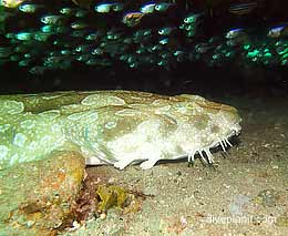 Cabbage tree bay diving nelson bay feature