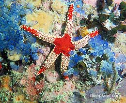 Lighthouse Wreck, Bangka Belitung Islands, Indonesia