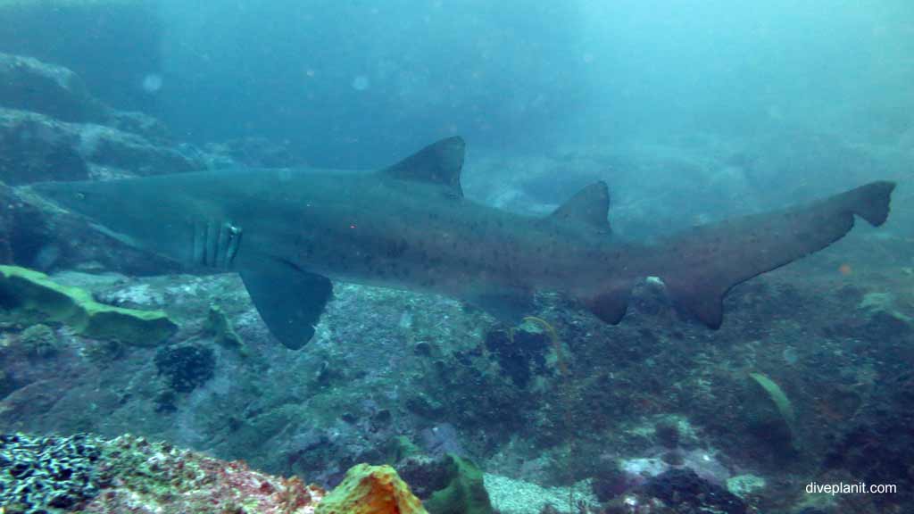 Long thin shark would make a good feature image at south west rocks diving gutters
