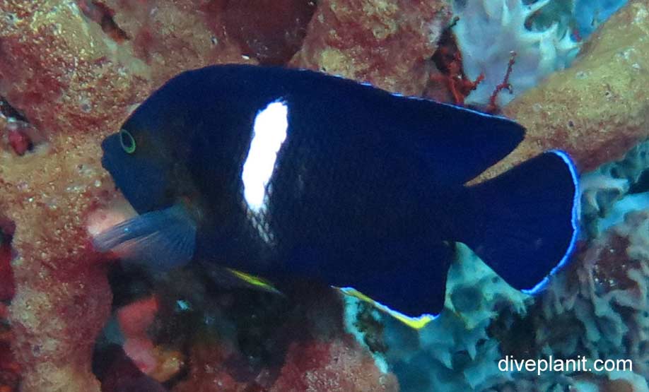 Angelfish keyhole angelfish centropyge tibicen bal