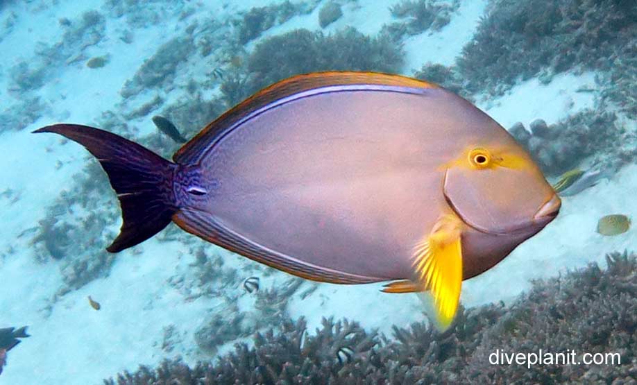 Surgeonfish eye stripe surgeonfish acanthurus dussumieri lei