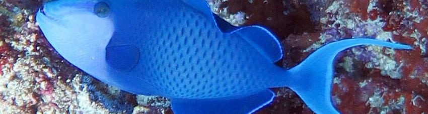 Redtooth Triggerfish