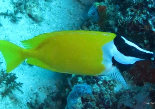 Rabbitfish foxface rabbitfish siganus vulpinus gil
