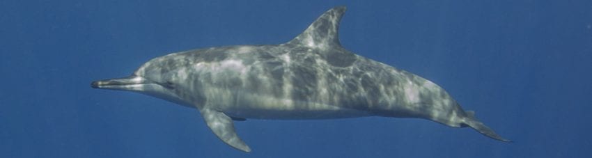 My Underwater World – Yvonne McKenzie