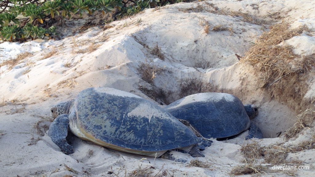 Nesting turtles on southern great barrier reef islands diveplanit blog Lady Elliot Island will be the first new climate change ‘ark’ of the Reef Island Refuge Initiative established recently by the Great Barrier Reef Foundation