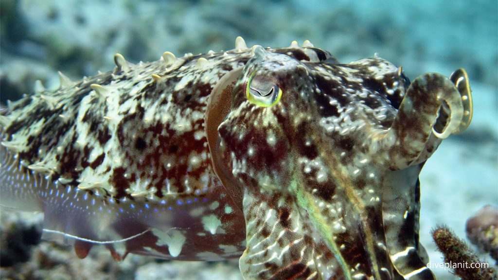 Night dive cuttlefish aboard MV Taka Solomon Islands Liveaboard Diveplanit Blog 9568