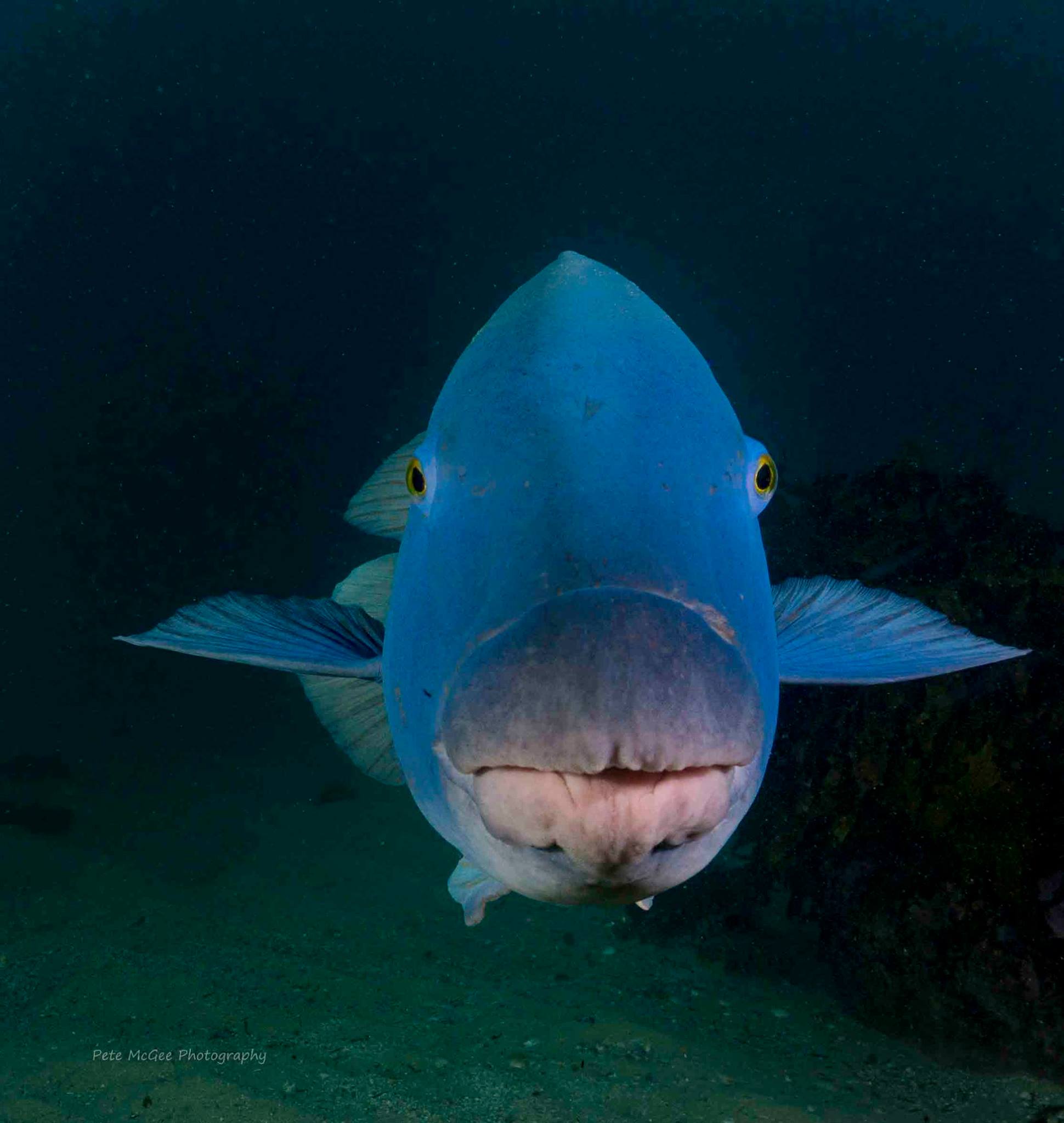 Cabbage tree bay eastern blue groper pete mcgee Cabbage Tree Bay eastern blue groper Pete McGee