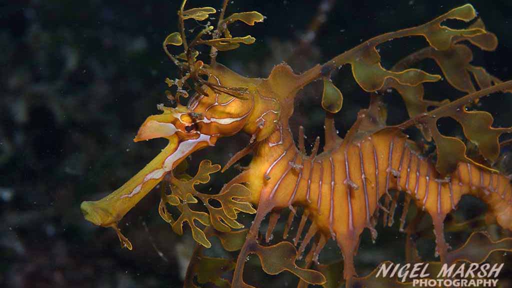 Underwater australia leafy seadragon credit nigel marsh The book Underwater Australia subtitled The Best Dive Sites Down Under by Nigel Marsh is a great guide to all the best dive sites in Australia