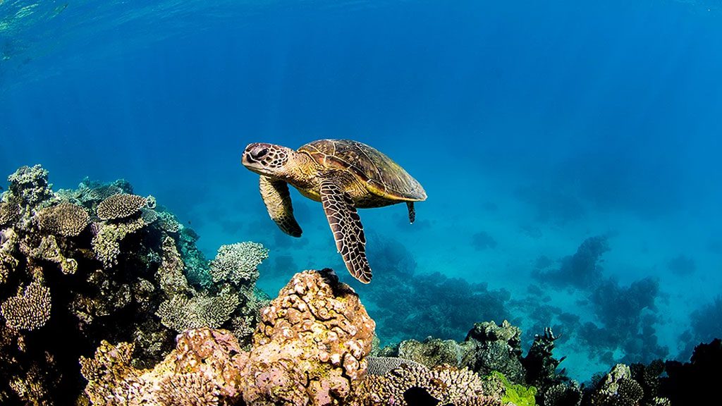 Conflict islands conservation initiative green turtle coming from the dropoff Conflict Islands Conservation Initiative researching and protecting the turtles, sharks and rays, and incredible biodiversity of Conflict Island Atoll in PNG