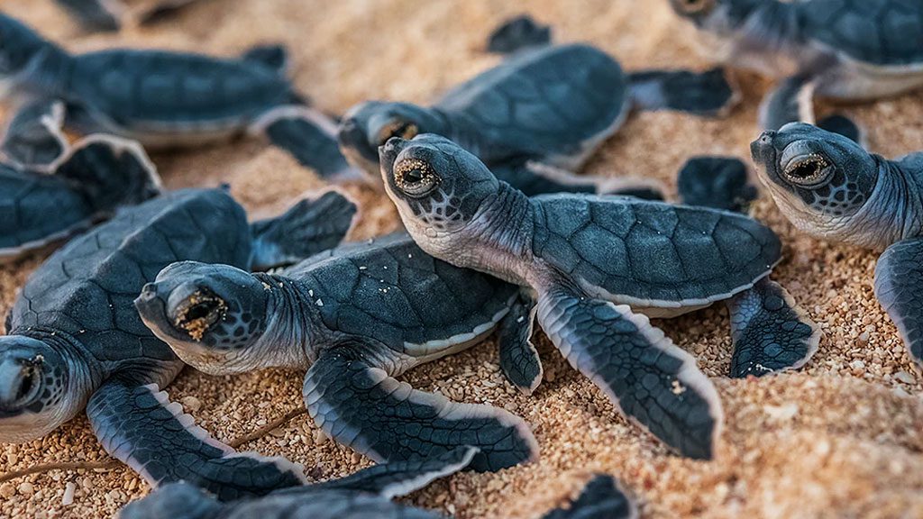 Conflict islands conservation initiative turtle hatchlings Conflict Islands Conservation Initiative researching and protecting the turtles, sharks and rays, and incredible biodiversity of Conflict Island Atoll in PNG