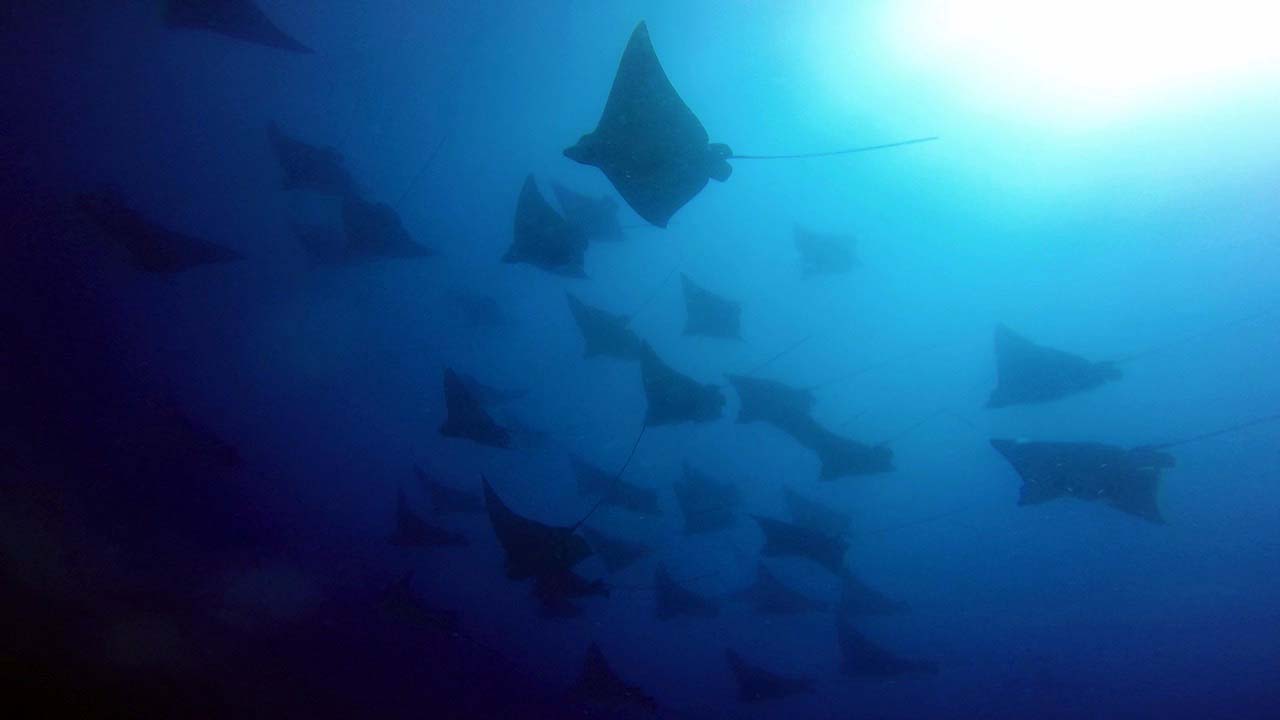 Wolf rock eagle rays Wolf Rock eagle rays