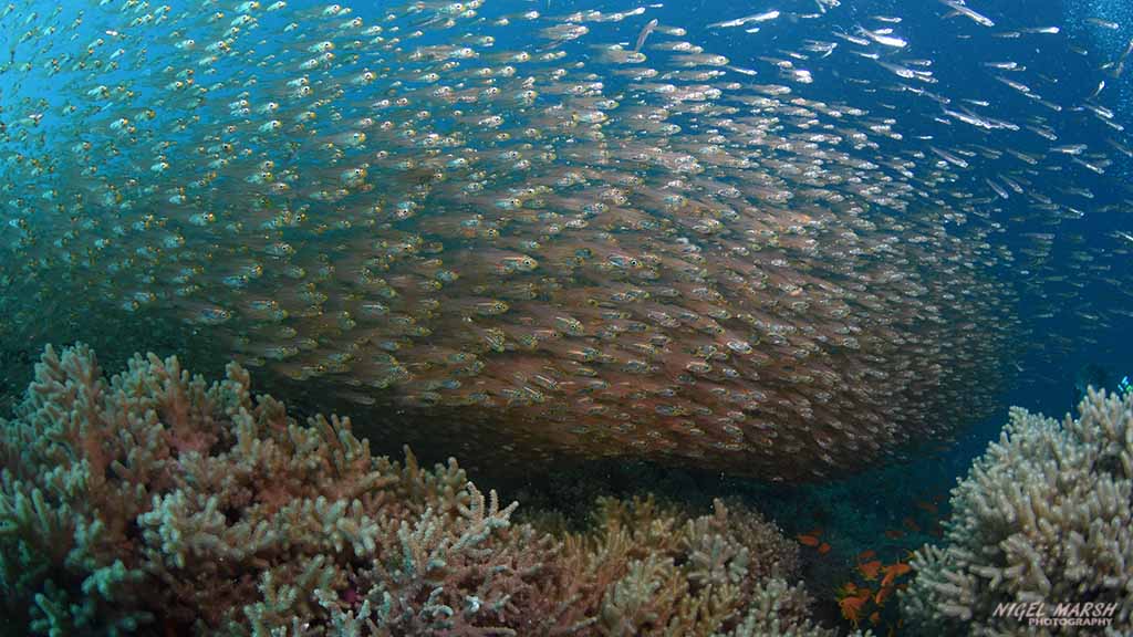 Bligh water baitfish Fiji bligh water credit Nigel Marsh baitfish