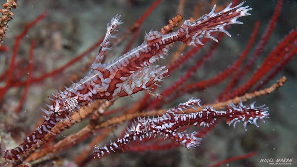 Bligh water ghostpipefish Fiji bligh water credit Nigel Marsh ghostpipefish