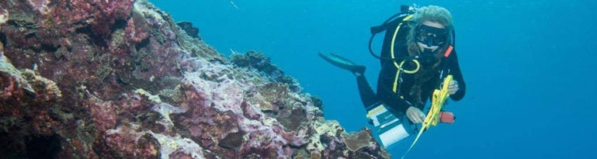 Lord Howe Island: new sites, new species, new depths – could this be the new tech hot spot?