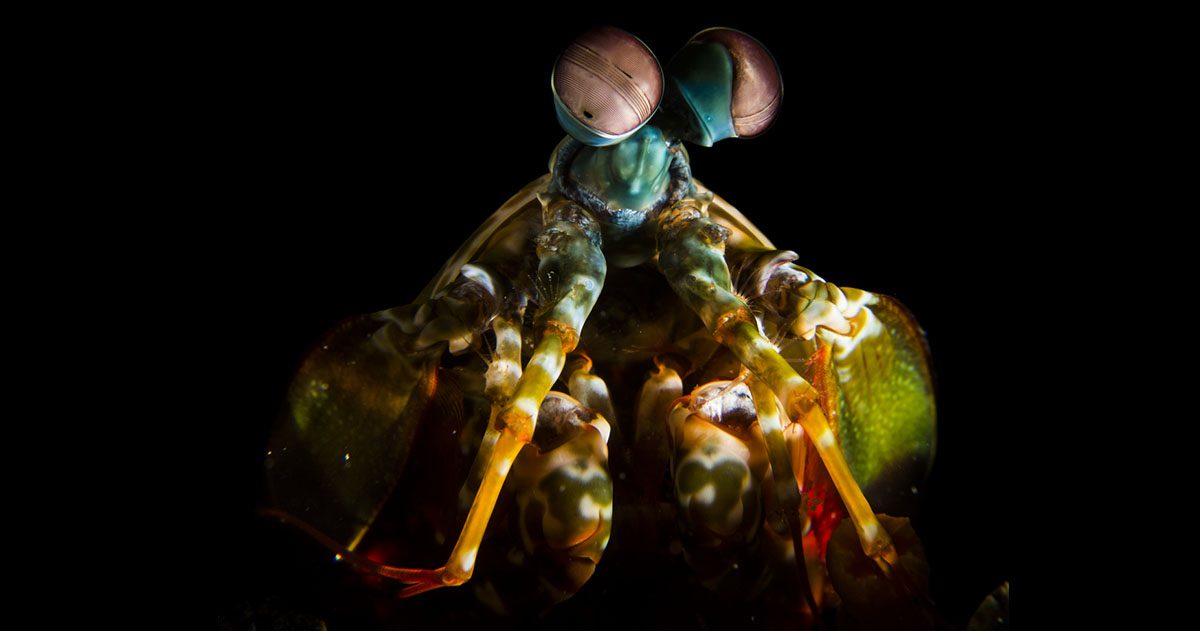 Mantis shrimp credit heather sutton fb Mantis Shrimp credit Heather Sutton FB