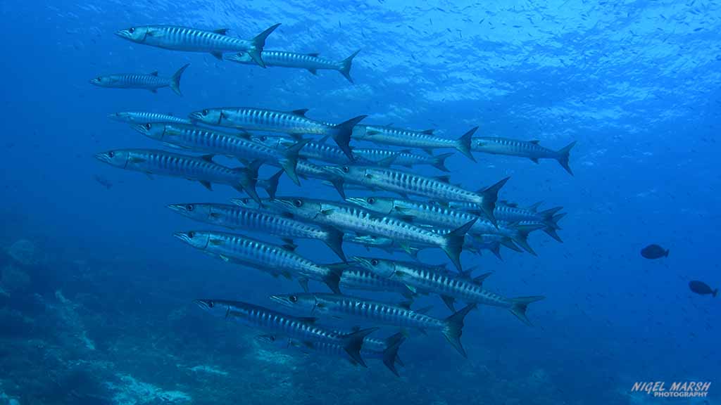 Raja ampat barracuda Schooling barracuda Dive Raja Ampat Indonesia