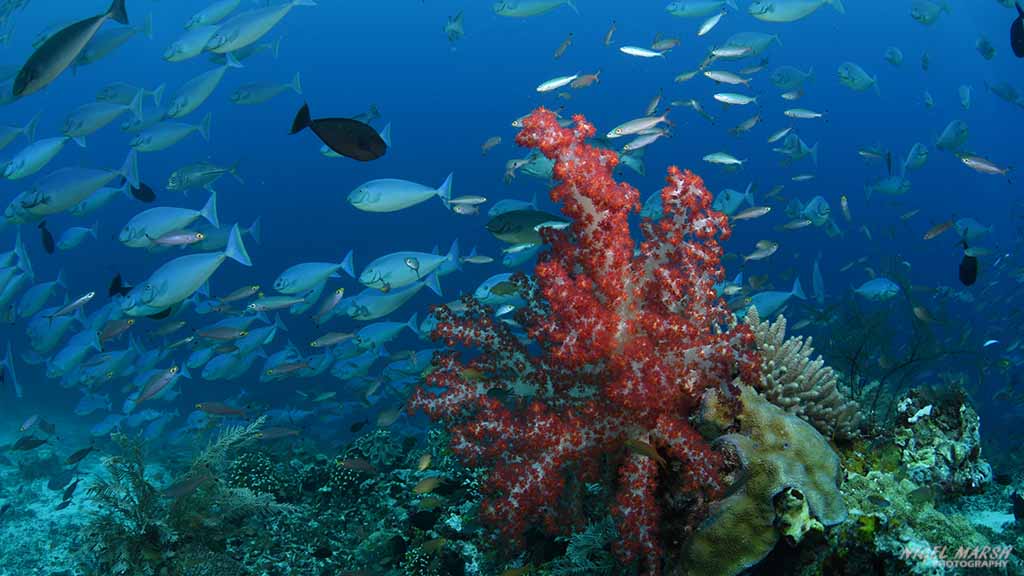 Raja ampat surgeonfish Schooling surgeon fish dive raja ampat