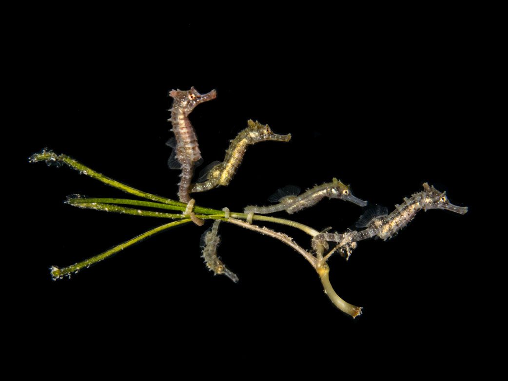 Winner small exotic animal baby seahorses with one upside down Australasia Underwater Photographer of the Year 2018 Winner Small Exotic Animal 5-Baby-Seahorses-with-One-Upside-Down