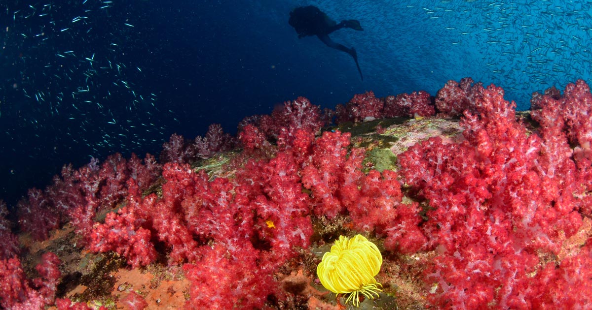 Mv smiling seahorse liveaboard credit franck fogarolo mergui archipelago opengraph Mv smiling seahorse liveaboard credit franck fogarolo mergui archipelago opengraph