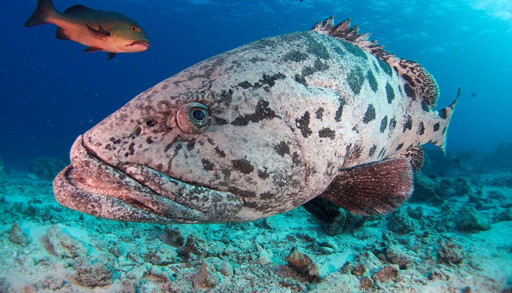 Great barrier reef spirit of freedom cod hole potato cod closeup Great barrier reef spirit of freedom cod hole potato cod closeup