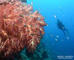 Dive Barracuda Point off Pig Island in Madang with Niugini Dive from Madang Resort