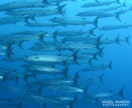 Dive the amazing Planet Rock Seamount in Madang Lagoon with Niugini Dive from Madang Resort