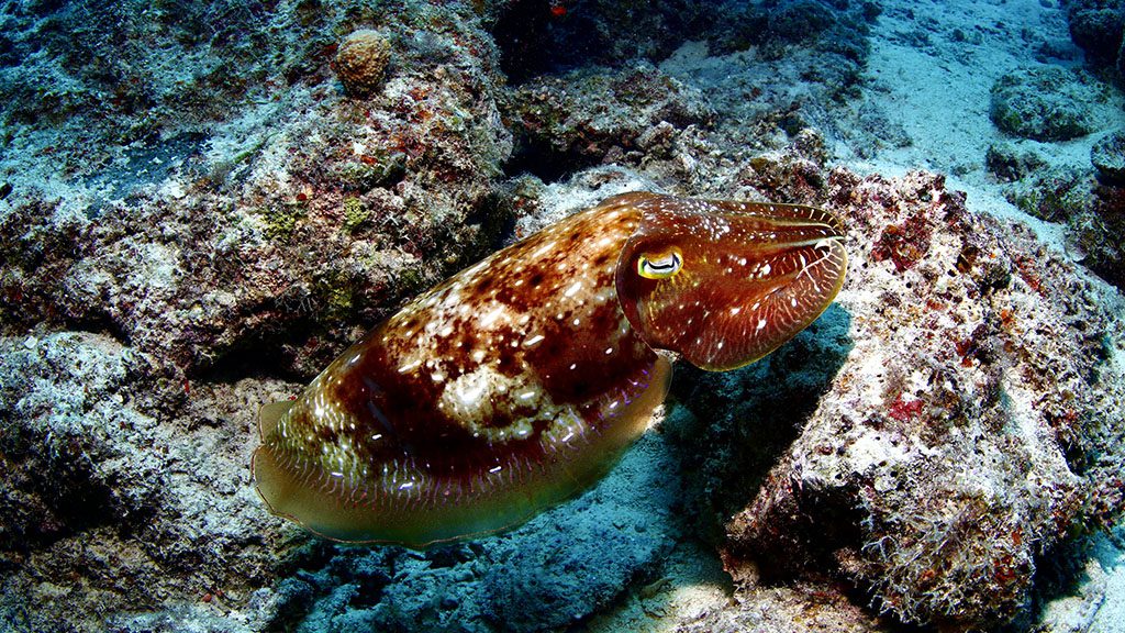 Dive new caledonia reef adventures cuttle fish