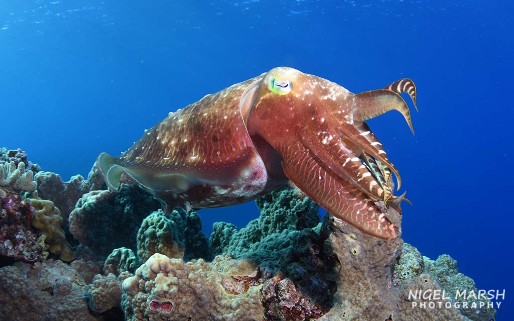 Dive rowley shoals cuttlefish Dive rowley shoals cuttlefish