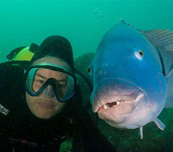 Marine environment 2017 goodviz peter mcgee cabbage tree bay blue groper feature